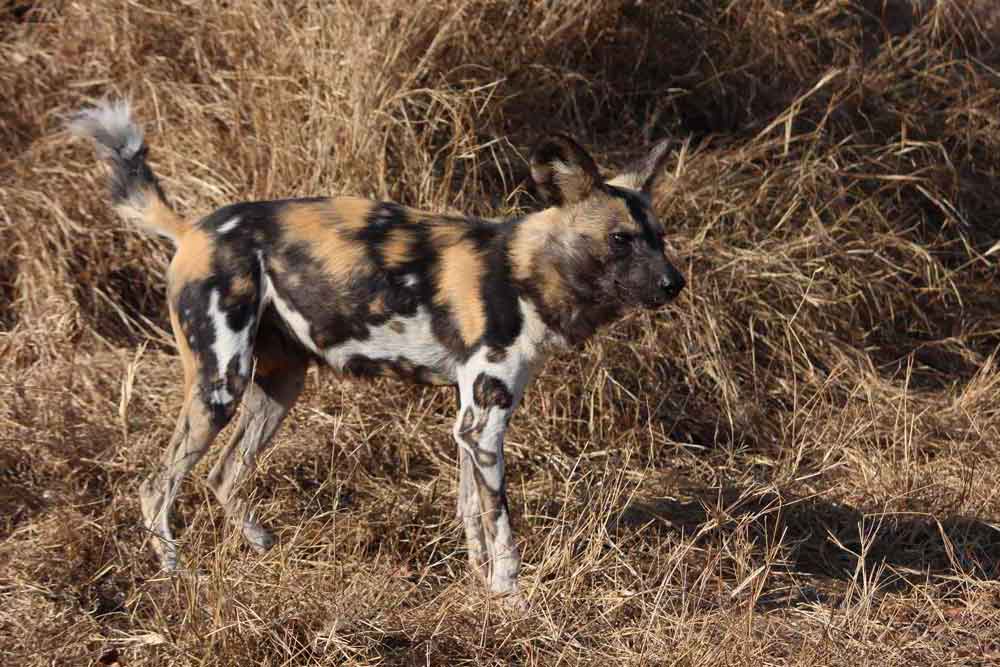 Wild Dog known as the African Painted Dog
